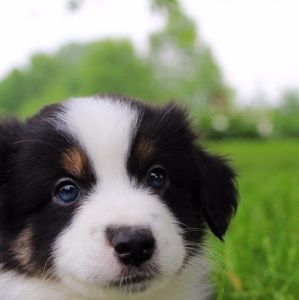 Meet your Posher, Riley